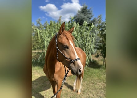 American Quarter Horse, Wallach, 2 Jahre, Dunkelfuchs