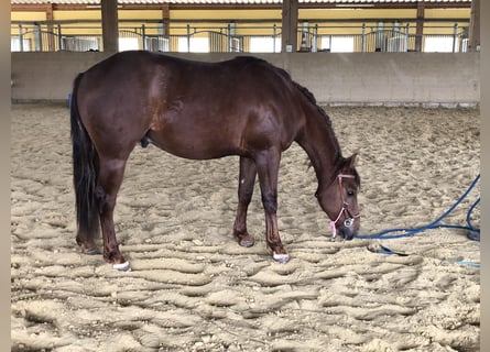 American Quarter Horse, Wallach, 2 Jahre, Dunkelfuchs