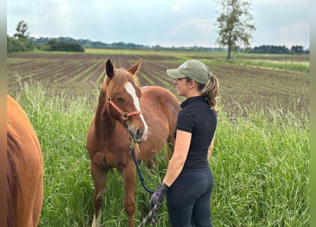American Quarter Horse, Wallach, 2 Jahre, Fuchs