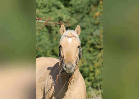 American Quarter Horse, Wallach, 2 Jahre, Palomino