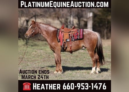 American Quarter Horse, Wallach, 3 Jahre, 132 cm, Roan-Red
