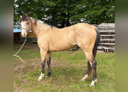 American Quarter Horse, Wallach, 3 Jahre, 140 cm, Buckskin