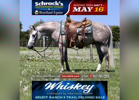 American Quarter Horse, Wallach, 3 Jahre, 140 cm, Schimmel