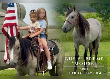 American Quarter Horse, Wallach, 3 Jahre, 140 cm, Schimmel