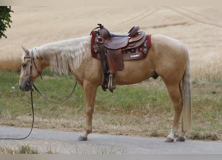American Quarter Horse, Wallach, 3 Jahre, 141 cm, Palomino