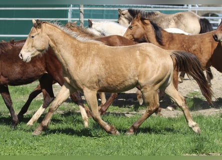 American Quarter Horse, Wallach, 3 Jahre, 142 cm, Champagne