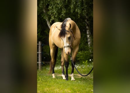 American Quarter Horse, Wallach, 3 Jahre, 143 cm, Buckskin