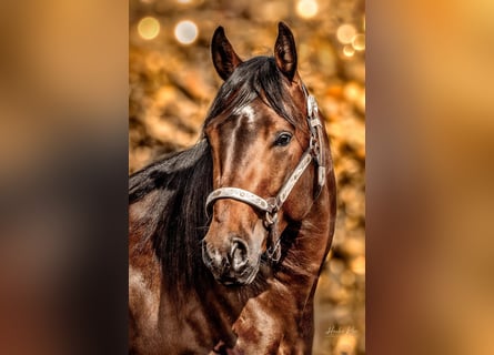 American Quarter Horse, Wallach, 3 Jahre, 145 cm, Brauner