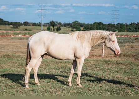 American Quarter Horse, Wallach, 3 Jahre, 145 cm, Cremello