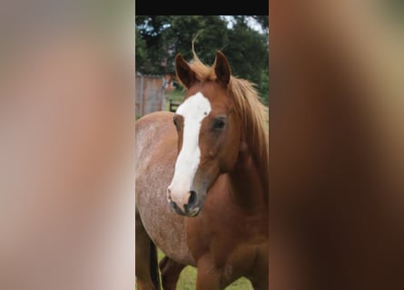 American Quarter Horse, Wallach, 3 Jahre, 145 cm, Fuchs