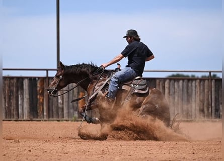American Quarter Horse, Wallach, 3 Jahre, 147 cm, Dunkelfuchs