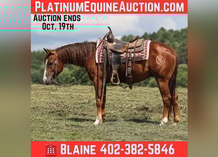 American Quarter Horse, Wallach, 3 Jahre, 147 cm, Dunkelfuchs