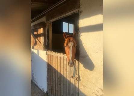 American Quarter Horse, Wallach, 3 Jahre, 147 cm, Fuchs