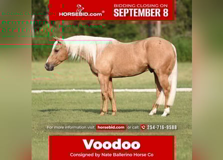 American Quarter Horse, Wallach, 3 Jahre, 147 cm, Palomino