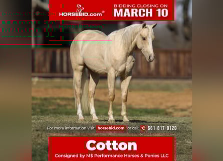 American Quarter Horse, Wallach, 3 Jahre, 147 cm, Palomino