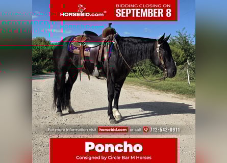 American Quarter Horse, Wallach, 3 Jahre, 147 cm, Rappe