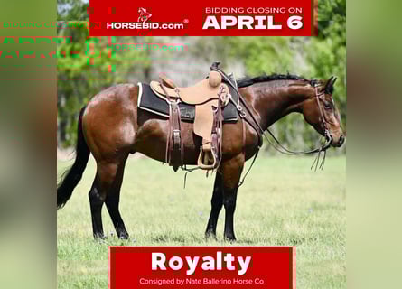 American Quarter Horse, Wallach, 3 Jahre, 147 cm, Rotbrauner