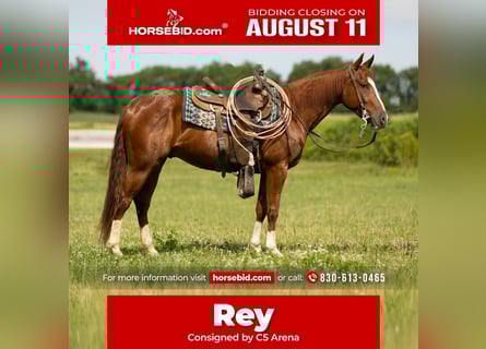 American Quarter Horse, Wallach, 3 Jahre, 147 cm, Rotfuchs
