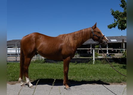 American Quarter Horse, Wallach, 3 Jahre, 147 cm
