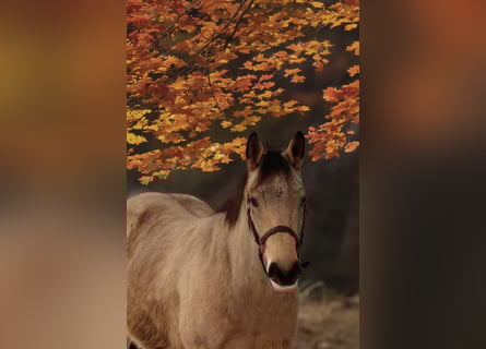 American Quarter Horse, Wallach, 3 Jahre, 148 cm, Buckskin