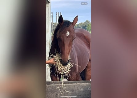 American Quarter Horse, Wallach, 3 Jahre, 148 cm, Dunkelbrauner