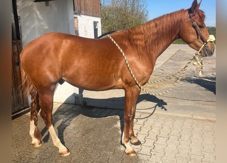 American Quarter Horse, Wallach, 3 Jahre, 148 cm, Fuchs