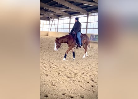 American Quarter Horse, Wallach, 3 Jahre, 148 cm, Fuchs