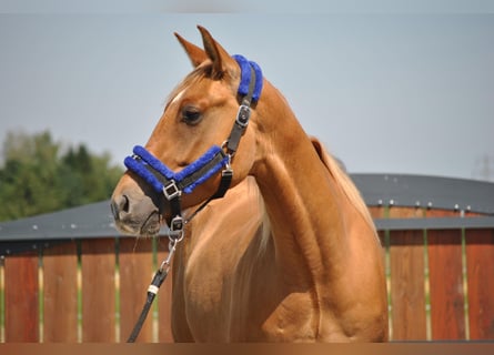 American Quarter Horse, Wallach, 3 Jahre, 148 cm, Red Dun