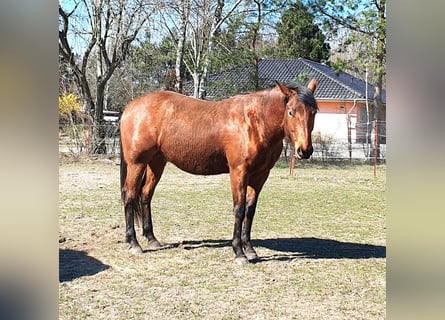 American Quarter Horse, Wallach, 3 Jahre, 150 cm, Brauner