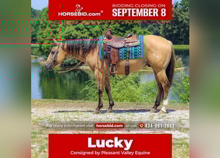 American Quarter Horse, Wallach, 3 Jahre, 150 cm, Buckskin