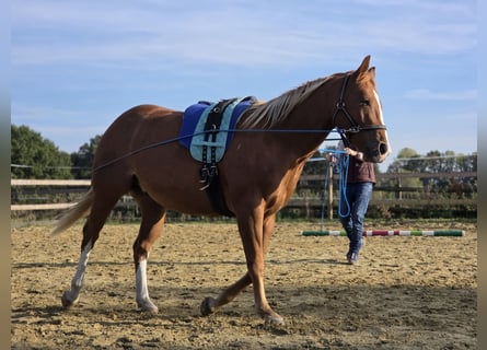 American Quarter Horse, Wallach, 3 Jahre, 150 cm