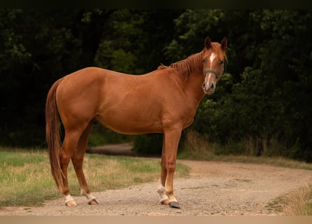 American Quarter Horse, Wallach, 3 Jahre, 150 cm, Fuchs