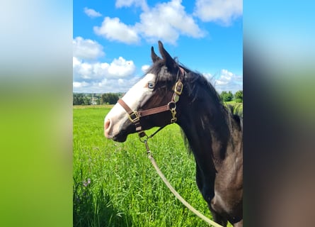 American Quarter Horse, Wallach, 3 Jahre, 150 cm, Rappe