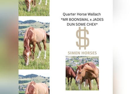 American Quarter Horse, Wallach, 3 Jahre, 150 cm, Red Dun