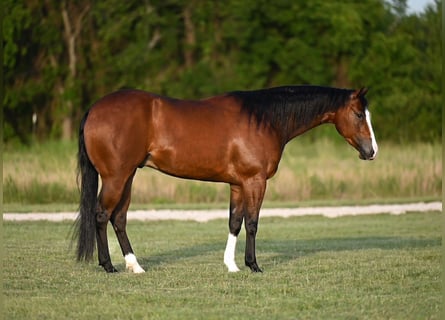 American Quarter Horse, Wallach, 3 Jahre, 150 cm, Rotbrauner