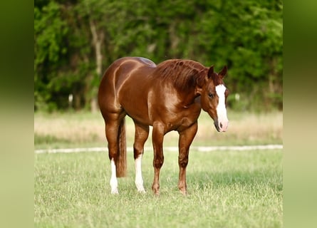 American Quarter Horse, Wallach, 3 Jahre, 150 cm, Rotfuchs