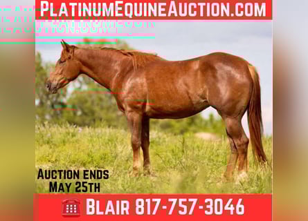 American Quarter Horse, Wallach, 3 Jahre, 150 cm, Rotfuchs