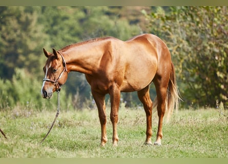American Quarter Horse, Wallach, 3 Jahre, 151 cm, Fuchs