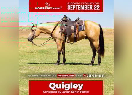 American Quarter Horse, Wallach, 3 Jahre, 152 cm, Buckskin