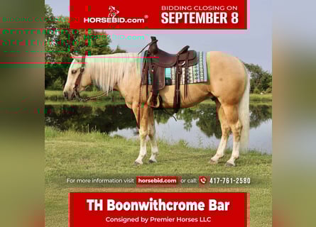 American Quarter Horse, Wallach, 3 Jahre, 152 cm, Palomino