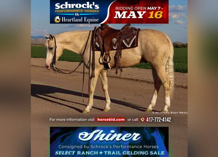 American Quarter Horse, Wallach, 3 Jahre, 152 cm, Palomino