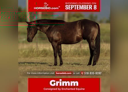 American Quarter Horse, Wallach, 3 Jahre, 152 cm, Rappe