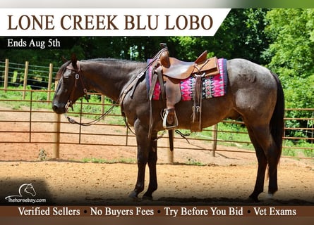 American Quarter Horse, Wallach, 3 Jahre, 152 cm, Roan-Bay