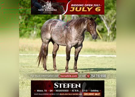American Quarter Horse, Wallach, 3 Jahre, 152 cm, Roan-Red