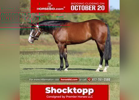 American Quarter Horse, Wallach, 3 Jahre, 152 cm, Rotbrauner
