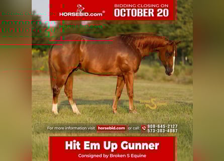 American Quarter Horse, Wallach, 3 Jahre, 152 cm, Rotfuchs