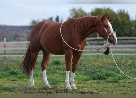 American Quarter Horse, Wallach, 3 Jahre, 153 cm, Fuchs