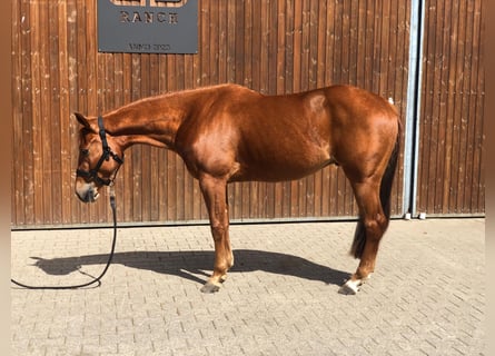 American Quarter Horse, Wallach, 3 Jahre, 153 cm, Fuchs