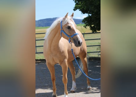 American Quarter Horse, Wallach, 3 Jahre, 153 cm, Palomino