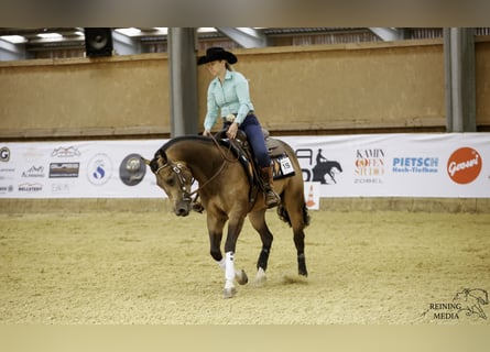 American Quarter Horse, Wallach, 3 Jahre, 155 cm, Buckskin